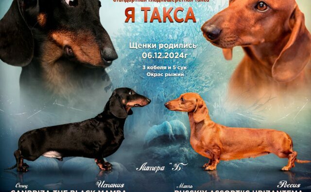 Питомник Я Такса — ятакса.рф