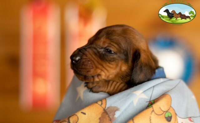 Питомник Я Такса — ятакса.рф