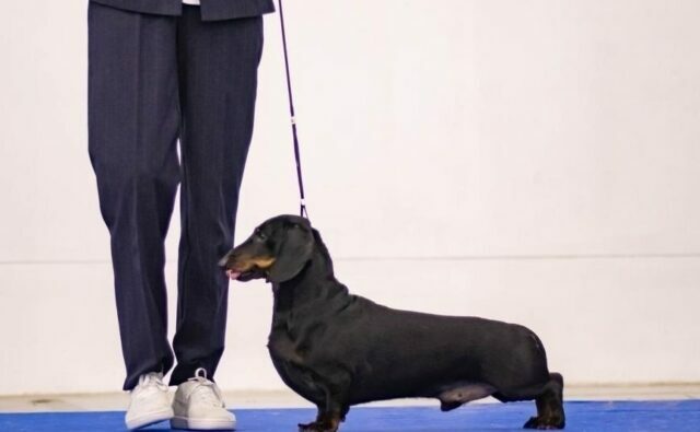 Питомник Я Такса — ятакса.рф