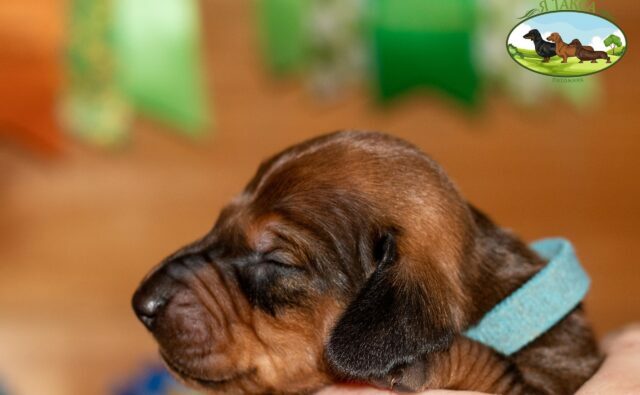 Питомник Я Такса — ятакса.рф