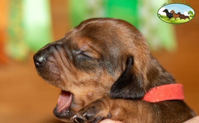 Питомник Я Такса — ятакса.рф