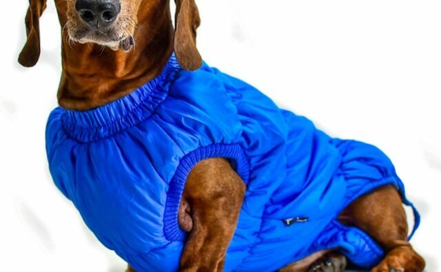 Питомник Я Такса — ятакса.рф