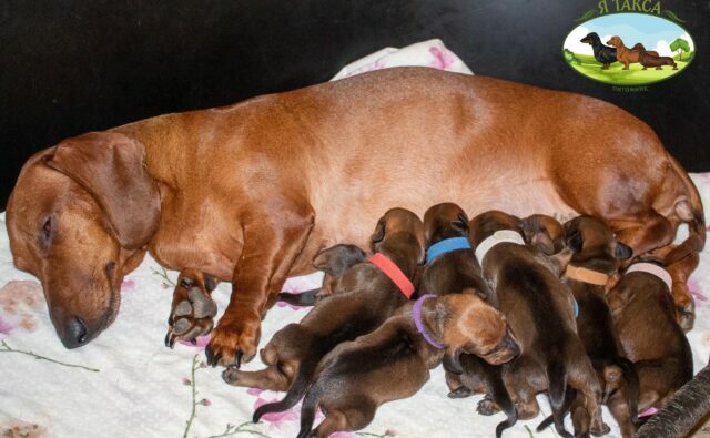 Питомник Я Такса — ятакса.рф