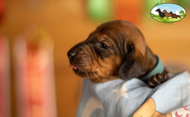 Питомник Я Такса — ятакса.рф