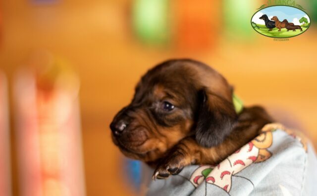 Питомник Я Такса — ятакса.рф