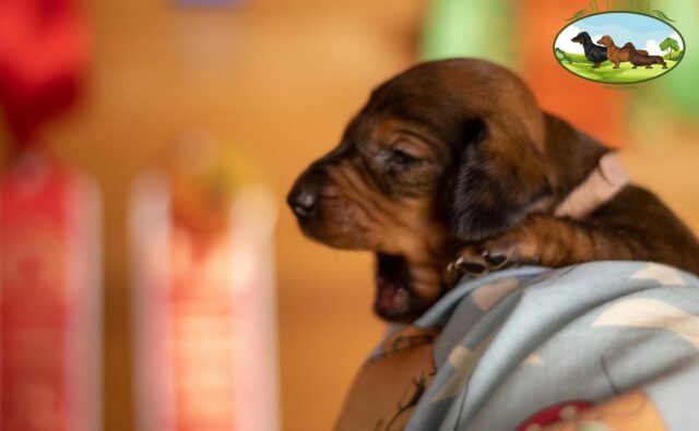 Питомник Я Такса — ятакса.рф