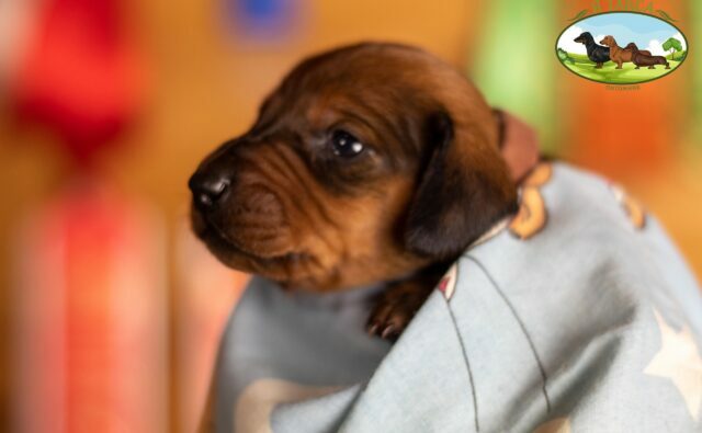 Питомник Я Такса — ятакса.рф