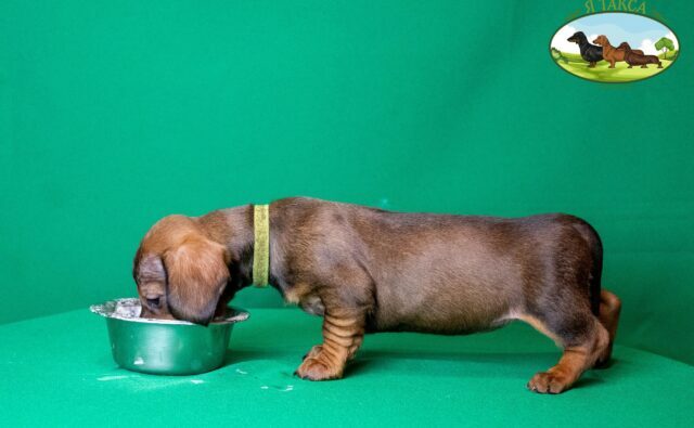 Питомник Я Такса — ятакса.рф