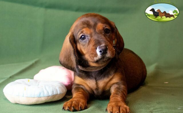 Питомник Я Такса — ятакса.рф