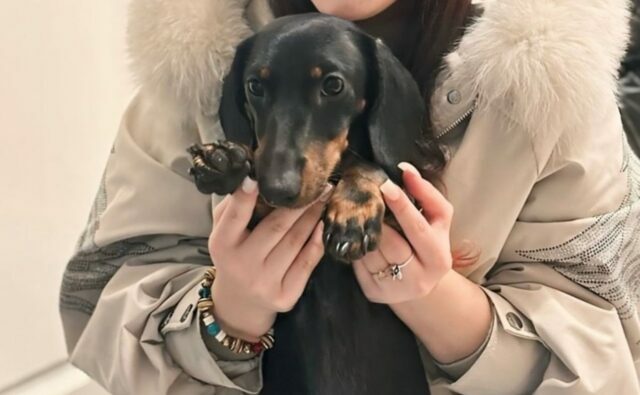 Питомник Я Такса — ятакса.рф