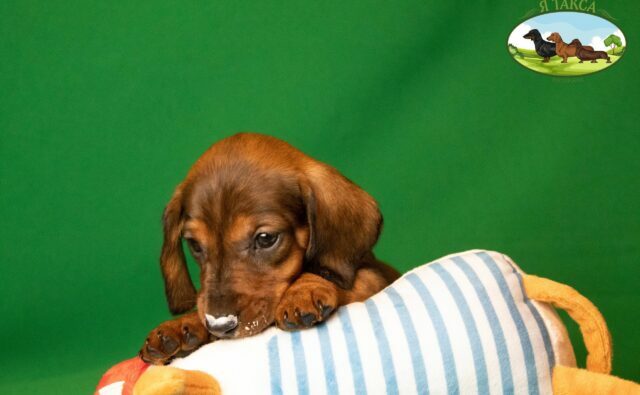 Питомник Я Такса — ятакса.рф