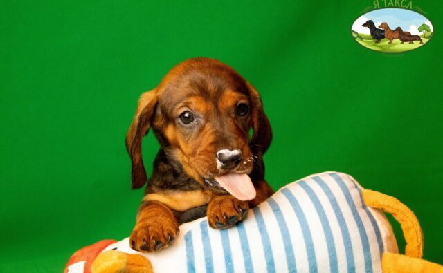 Питомник Я Такса — ятакса.рф