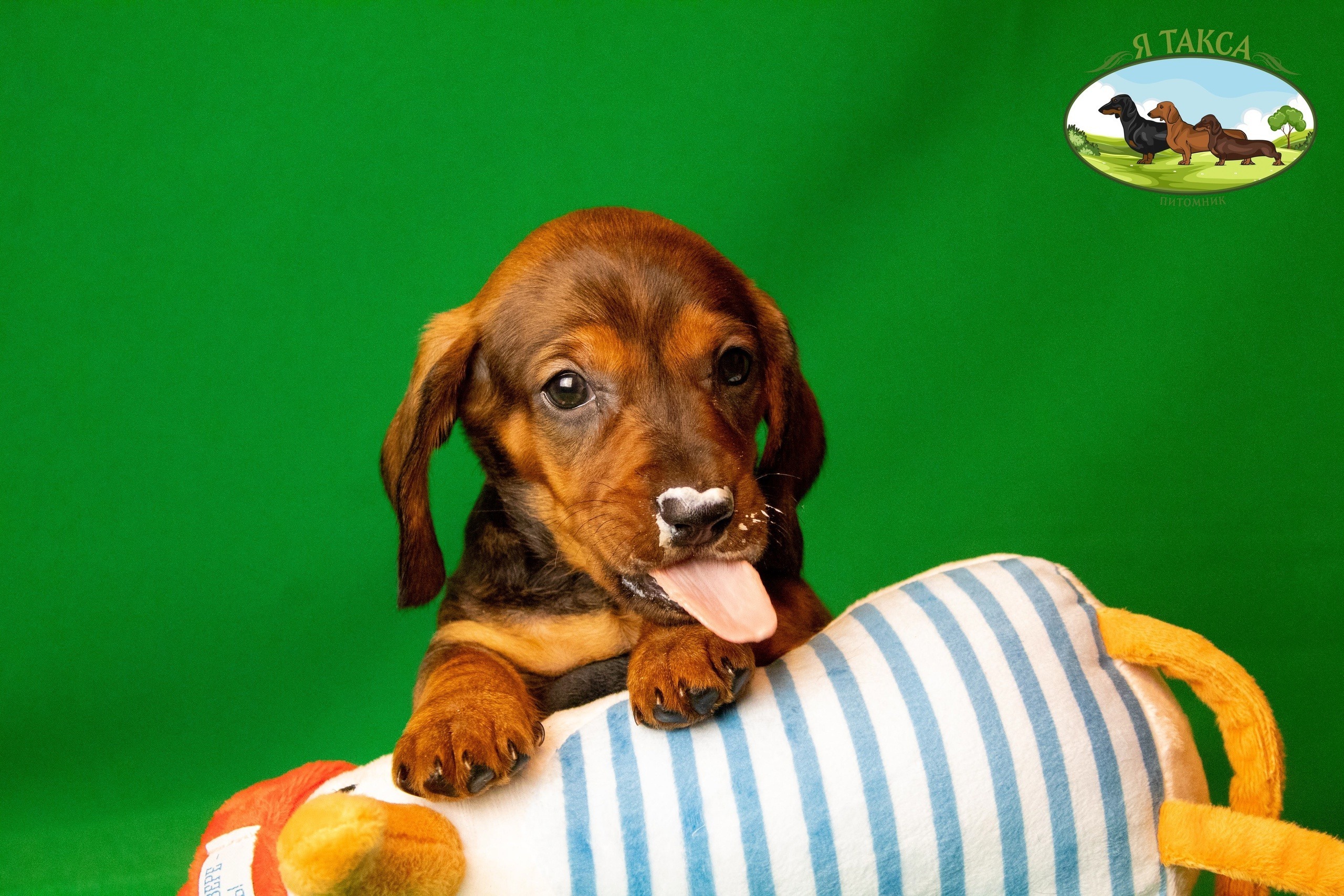 Питомник Я Такса — ятакса.рф