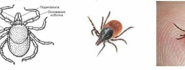 Питомник Я Такса — ятакса.рф