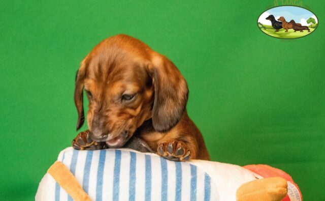 Питомник Я Такса — ятакса.рф