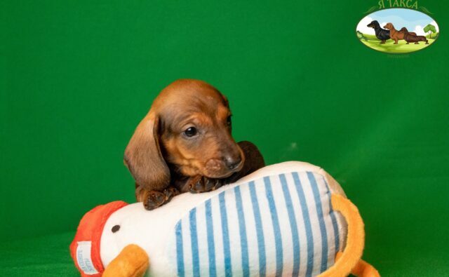 Питомник Я Такса — ятакса.рф