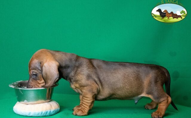 Питомник Я Такса — ятакса.рф