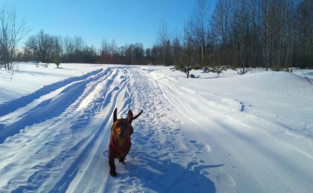 Питомник Я Такса — ятакса.рф