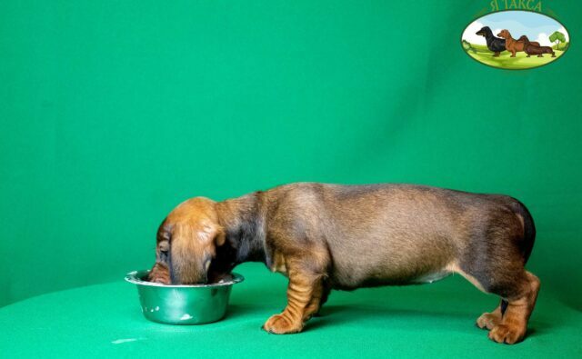 Питомник Я Такса — ятакса.рф