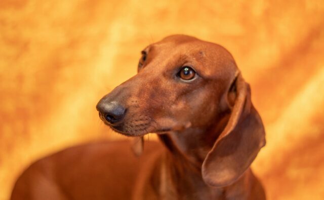 Питомник Я Такса — ятакса.рф