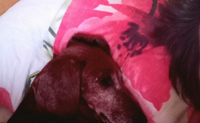 Питомник Я Такса — ятакса.рф