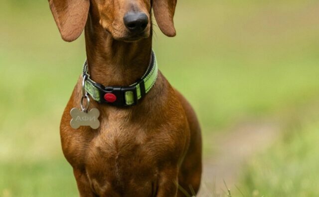 Питомник Я Такса — ятакса.рф