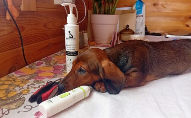 Питомник Я Такса — ятакса.рф