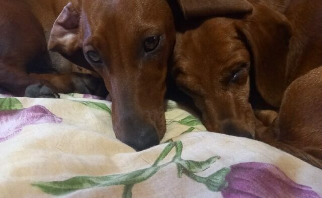 Питомник Я Такса — ятакса.рф