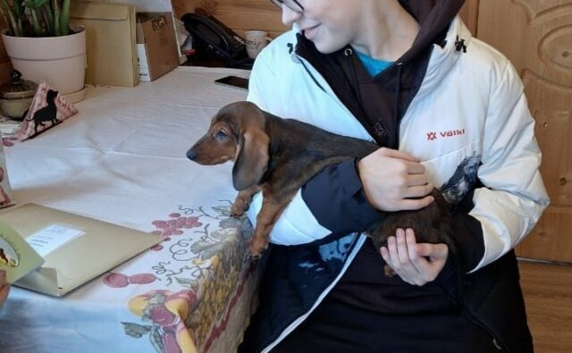 Питомник Я Такса — ятакса.рф