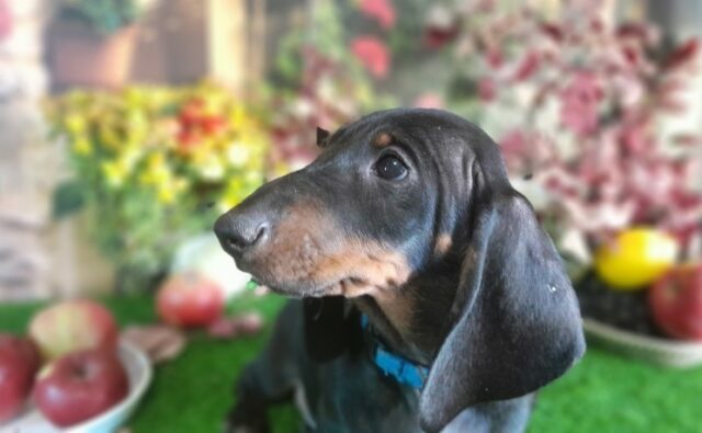 Питомник Я Такса — ятакса.рф