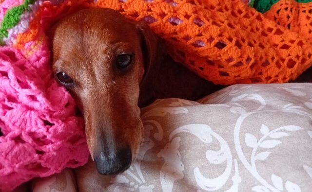 Питомник Я Такса — ятакса.рф