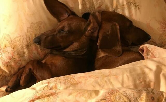 Питомник Я Такса — ятакса.рф