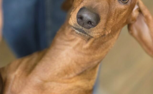 Питомник Я Такса — ятакса.рф