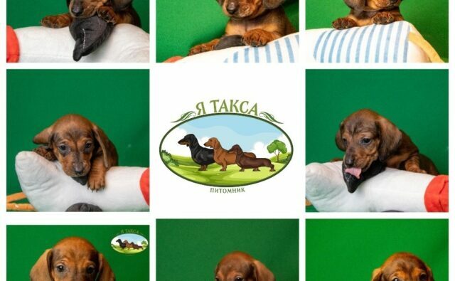 Питомник Я Такса — ятакса.рф