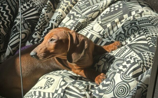 Питомник Я Такса — ятакса.рф