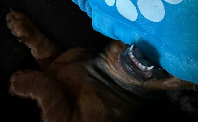 Питомник Я Такса — ятакса.рф