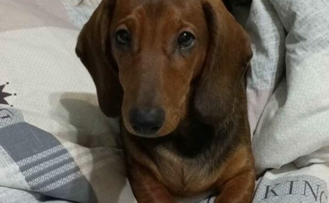 Питомник Я Такса — ятакса.рф