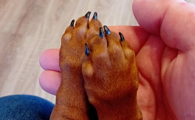 Питомник Я Такса — ятакса.рф