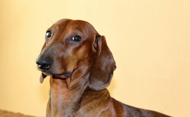 Питомник Я Такса — ятакса.рф