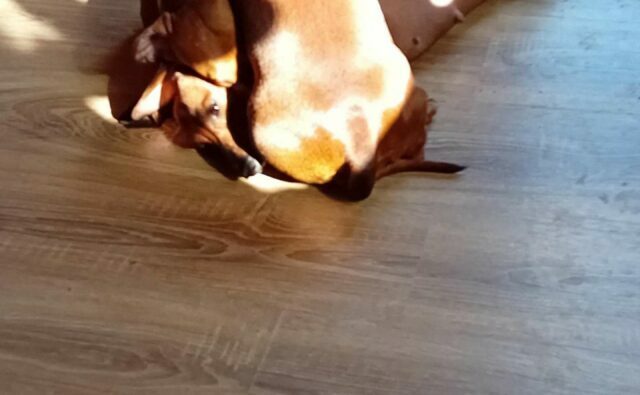 Питомник Я Такса — ятакса.рф