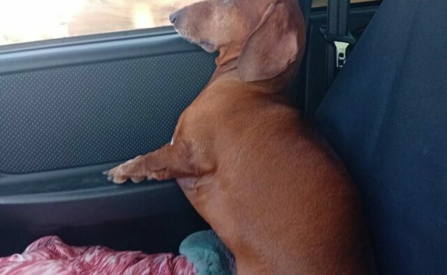 Питомник Я Такса — ятакса.рф