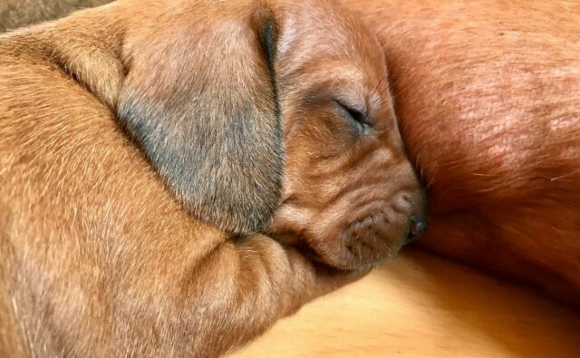 Питомник Я Такса — ятакса.рф