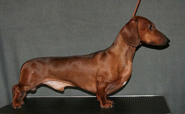 Питомник Я Такса — ятакса.рф