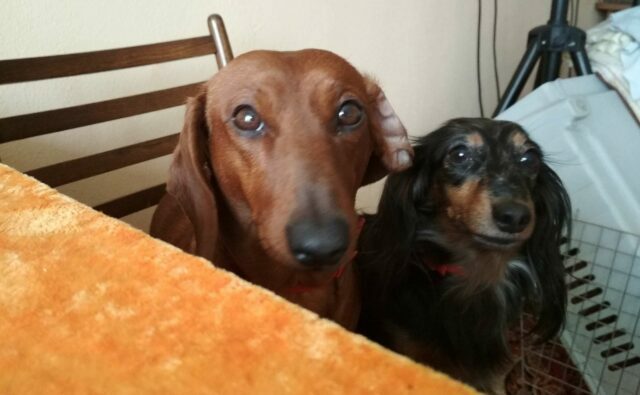 Питомник Я Такса — ятакса.рф