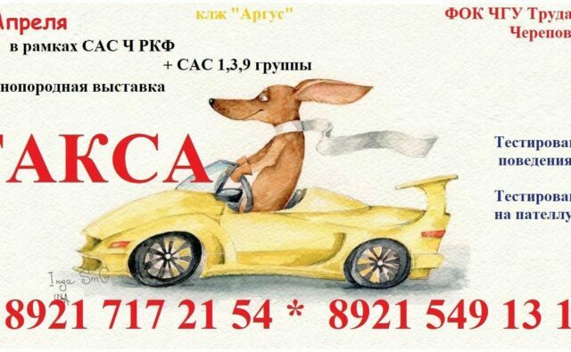 Питомник Я Такса — ятакса.рф