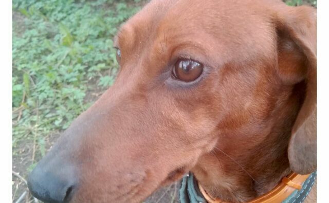 Питомник Я Такса — ятакса.рф