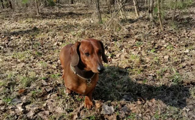 Питомник Я Такса — ятакса.рф