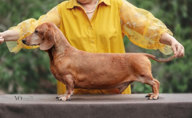 Питомник Я Такса — ятакса.рф