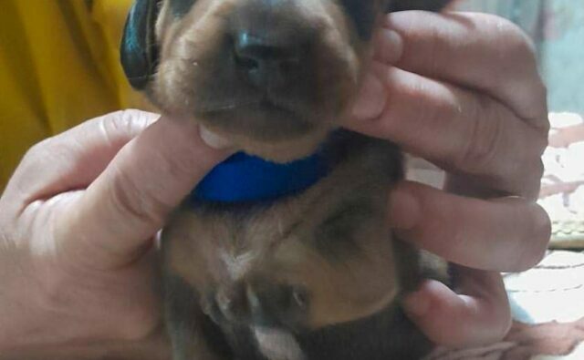 Питомник Я Такса — ятакса.рф