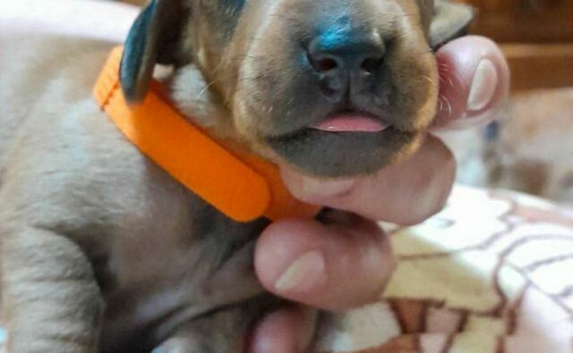 Питомник Я Такса — ятакса.рф